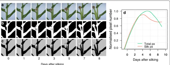 Fig. 7  Analysis of detailed images of ears and silks. a Sequential images over 8 days after silking, b segmented ear images including all plant parts  (white pixels), c segmented images based on colour and texture segmentation allowing extraction of pixel