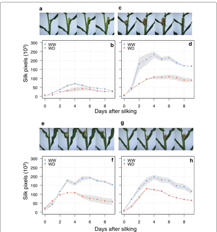 Fig. 8  Time course of silk growth rate (SGR) in four hybrids with markedly different leaf architectures and colours of silks under well‑watered (WW)  and water deficit (WD) conditions