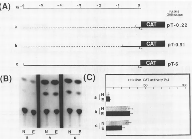 Figure 1: CAT activity of tubulin-CAT fusion gene constructs transfected in Kc cells. A) Shematic representation of plasmids: The bacterial chloramphenicol acetyl transferase (CAT) gene was fused to respectively 0.22 Kb (lane a), 0.91 Kb (lane b) and 6 Kb 
