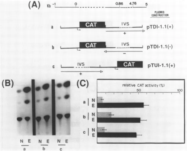 Figure 3: CAT activity of tubulin-CAT fusion genes constructs including 5' and intron sequences