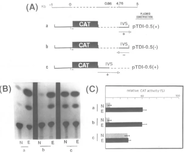 Figure 4: CAT activity of tubulin-CAT constructs including the 5' flanking region and respectively the 5' or 3' region of the first intron