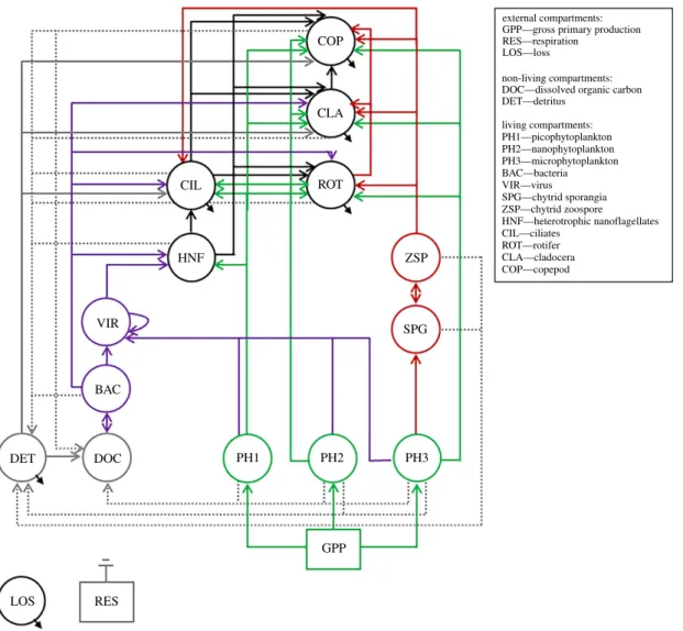 Figure 3. A priori food-web model (model scheme) of Lake Aydat ’ s food web. Respiration flows (RES, not indicated) are present in all living compartments except viruses