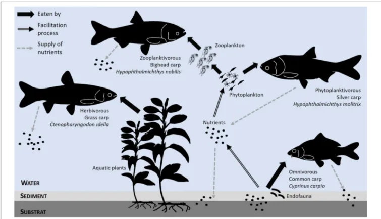 FIGURE 4 | An example of manipulation of the trophic network in the polyculture of cyprinidae, with two objectives: (i) the trophic complementarity of fish species, leading to an effective use of available food resources, and (ii) the exploitation of the f