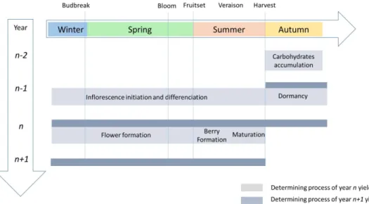 Figure   1.  Key  phenological  stages   and   the  temporal   pattern  of   the  grapevine   yield determining process over two seasons (aligned for the northern hemisphere).