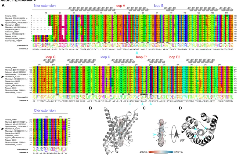 Fig 3. Structural analysis of the expressed fungal Fsp-like-90014 MIP. (A) Multiple sequence alignments (MSA) were generated from MIP homologs of different groups by group from various fungi computed with Muscle WS in Jalview, and colored by the Taylor col