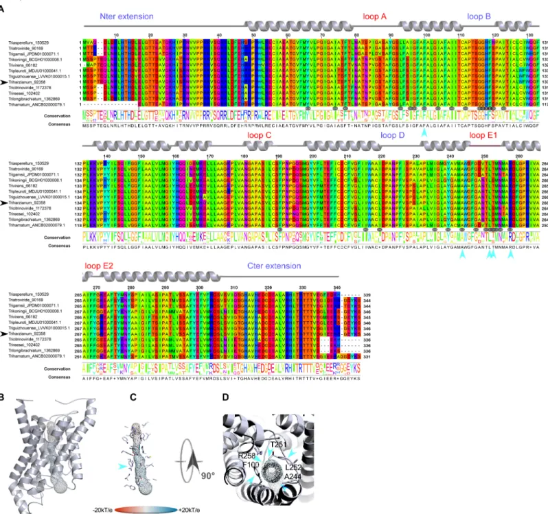 Fig 4. Structural analysis of the expressed fungal &#34;other AQGP&#34;-92358 MIP. (A) Multiple sequence alignments (B) Models out of an I-Tasser computation