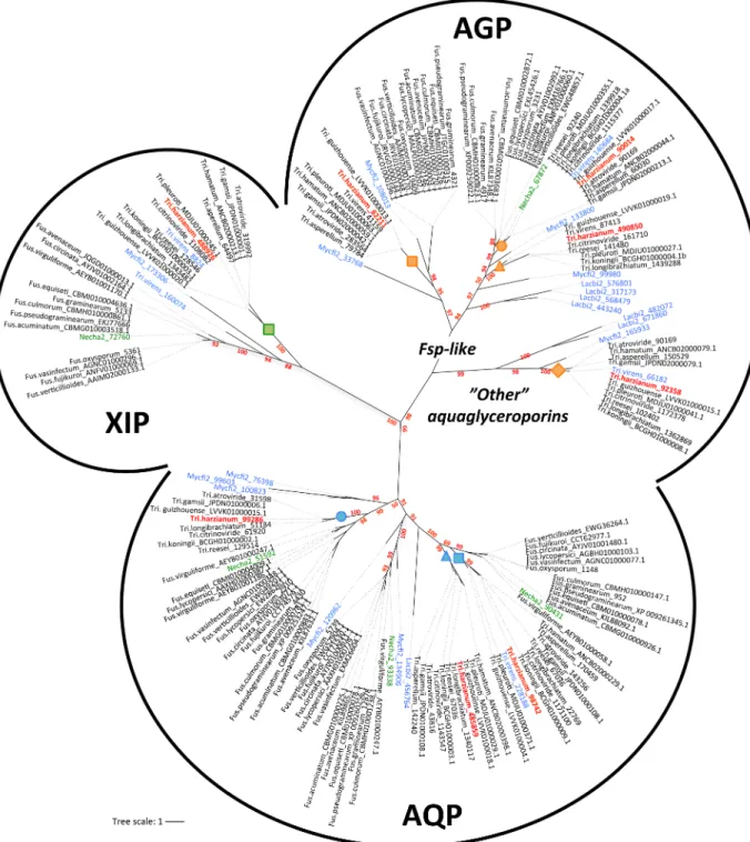 Fig 1. Unrooted phylogeny of MIP protein sequences from genera Trichoderma and Fusarium genus