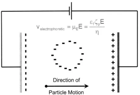 Figure  2.6.  A  schematic  diagram  of the  electrophoretic  mobility  of a  charged  particle  in  solution