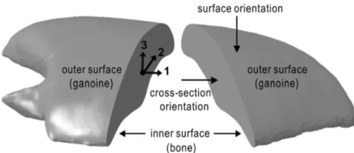 FIG. 2. Individual P. senegalus scale cut in half and denoting two orthogonal orientation directions of nanoindentation experiments.