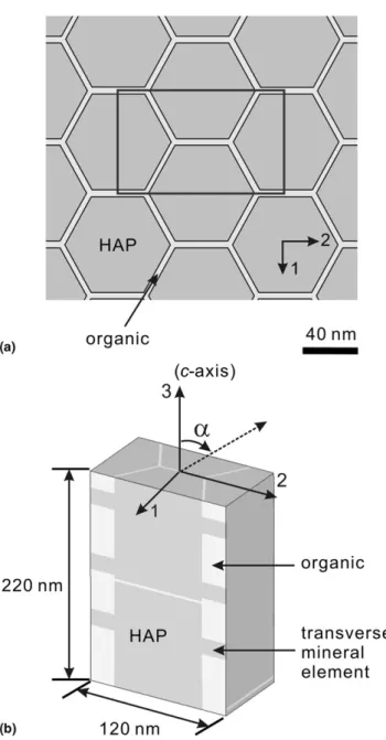 FIG. 5. RVE of ganoine nanostructure including HAP mineral crys- crys-tals (dark gray) and organic matrix (light gray)
