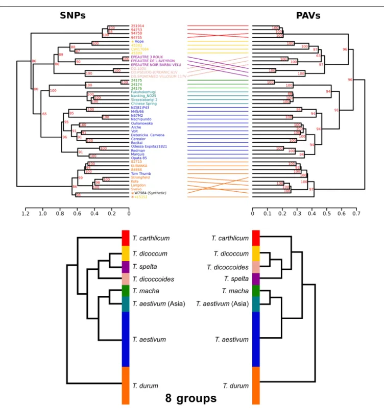 FIGURE 4 | Dendrograms of the 45 Triticum accessions based on SNPs and PAVs. The two dendrograms represent the same eight monophyletic groups corresponding to the species classification: T