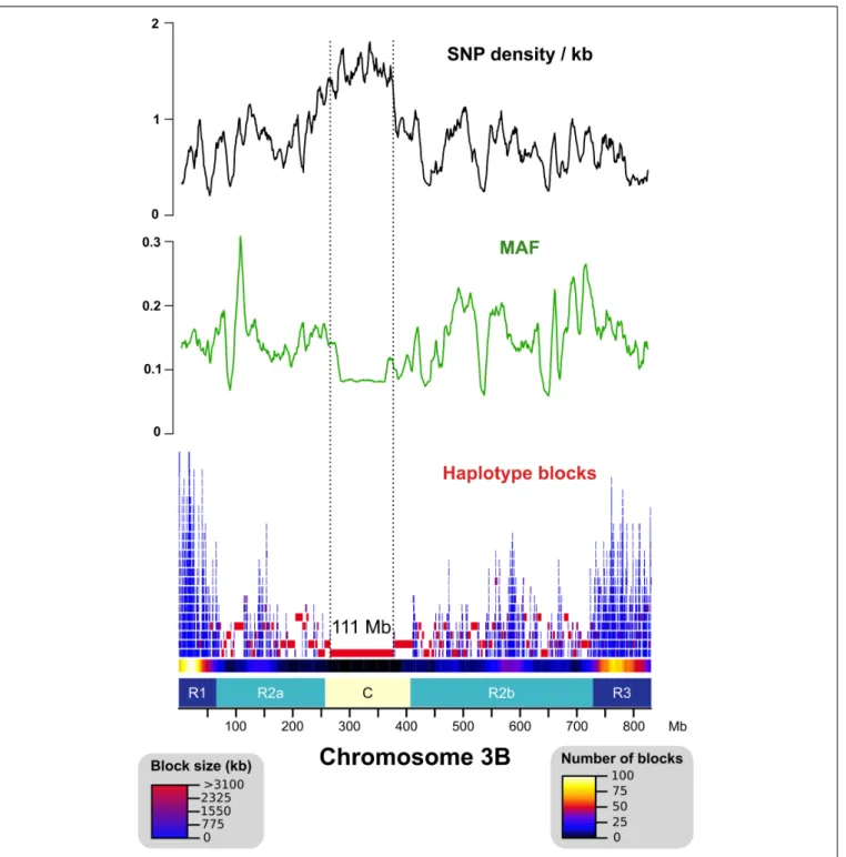 FIGURE 1 | Distribution of the SNP density, minor allele frequency (MAF), and haplotype blocks across chromosome 3B