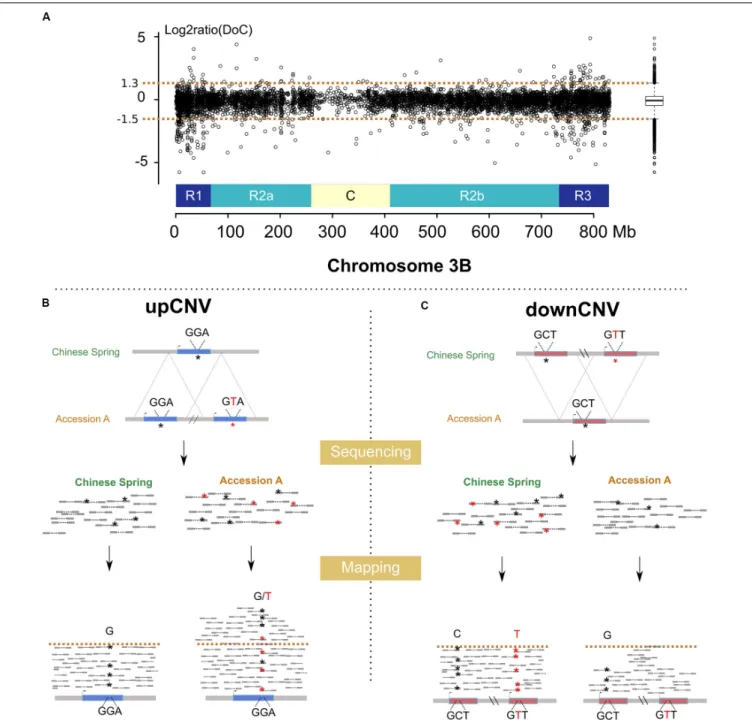 FIGURE 2 | Methods developed for the detection of CNVs using resequencing data. (A) log2ratio of the DoC calculated across chromosome 3B for the accession Tae_Oulianowska compared to the reference Chinese Spring