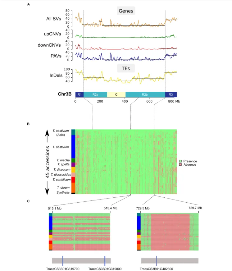 FIGURE 3 | Distribution of structural variations across chromosome 3B. (A) Distribution of SVs affecting genes and TEs calculated in a sliding window of 10 Mb (step = 1 Mb)
