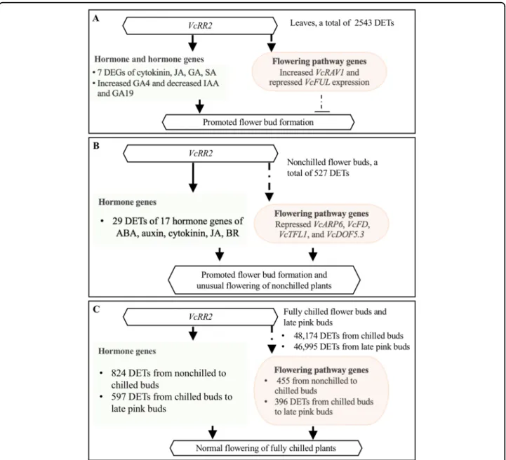 Fig. 4 Schematic diagram illustrating the effect of the enhanced expression of the VcRR2 on ﬂ ower bud formation and ﬂ owering of the Mu-legacy plants