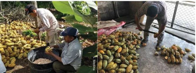 Figure  7: Extraction manuelle des  fèves  de cacao au  Mexique,  Octobre 2018. 