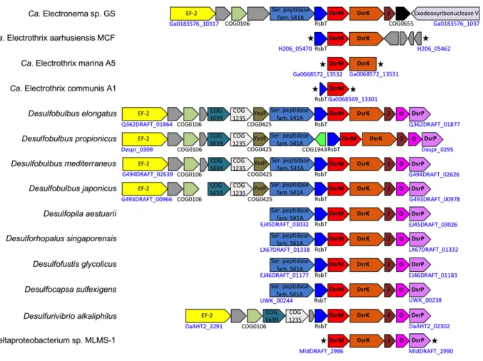 Figure S3. Conserved organization of dsrMKJOP (highlighted in bold) and flanking genes in  the genomes of members of the family Desulfobulbaceae