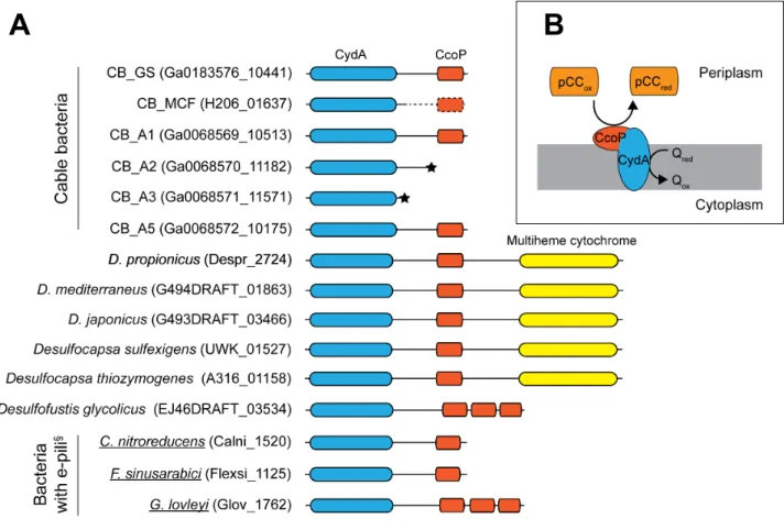 Figure S4. (A). Comparison of CydA protein domain structure in cable bacteria with that of  other orphan CydA proteins of other bacteria (See main text for details)