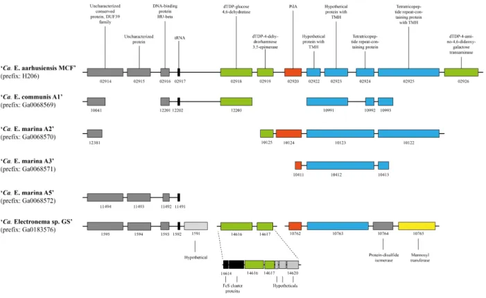Figure S6. Operon structure of pilA in Ca. E. aarhusiensis MCF, and occurrence of the  adjacent genes in other cable bacteria genomes