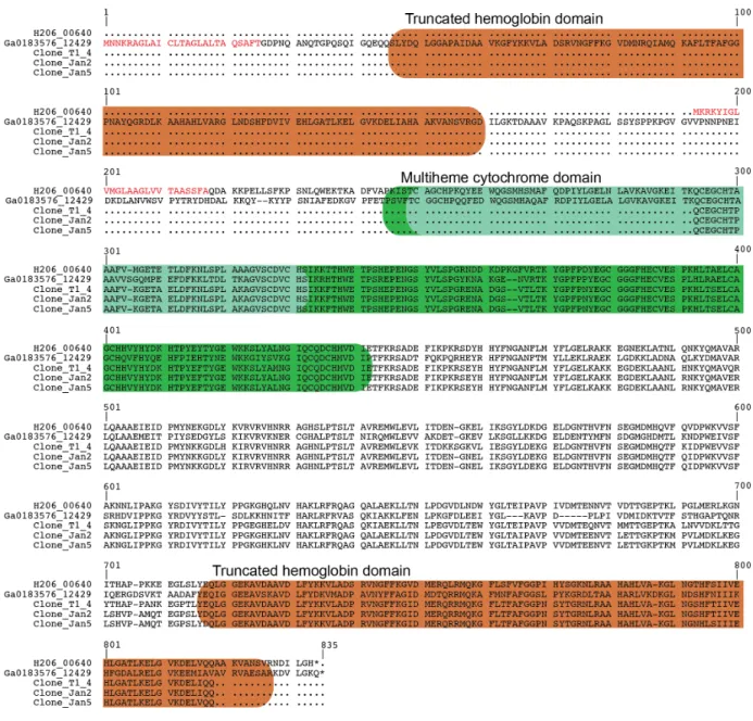 Figure S7A. Alignment of the inferred amino sequences of truncated hemoglobin-multiheme  cytochrome fusion proteins encoded in the genomes of Ca