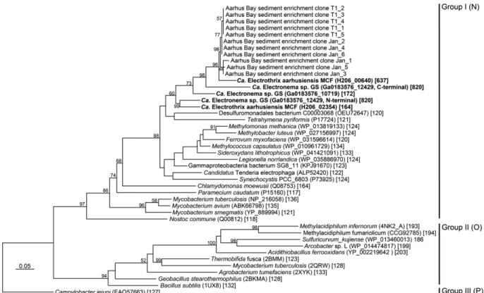 Figure S7B. Phylogenetic position of truncated hemoglobin-domain proteins (highlighted in  bold) encoded in the genomes of Ca