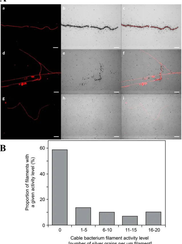 Figure S8. (A) MAR-FISH images of cable bacteria tested for incorporation of  14 C-bicarbonate