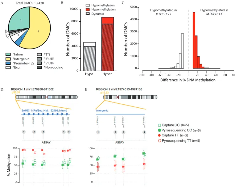 Figure 5. E ﬀ ect of MTHFR genotype, in Toronto cohort men, on sperm DNA methylation. Total number of DMCs between human MTHFR 677CC (n = 13) and 677TT (n = 8) genotypes with their (A) genomic region distribution, (B) demonstrating mainly hypermethylation 