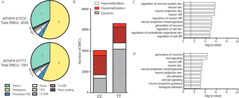 Figure 6. E ﬀ ect of folic acid supplementation on the human sperm DNA methylome. (A) Genomic distribution of DMCs found in MTHFR 677CC (top, n = 6) and 677TT (bottom, n = 6) following 6-month folic acid supplementation