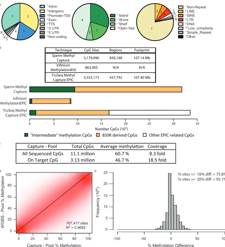 Figure 3. Creation and validation of the human sperm capture panel. (A) Sites captured by the human sperm capture panel analyzing their distribution by genomic regions (left); within CpG island, shores, and shelves (middle); and within repetitive elements 