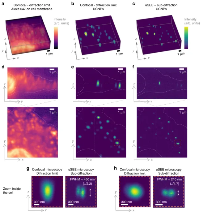 Fig. 5 3D sub-diffraction uSEE microscopy imaging in neuronal cells. A confocally imaged 3D z- stack of a cell incubated with colominic acid functionalized UCNPs (a-c)