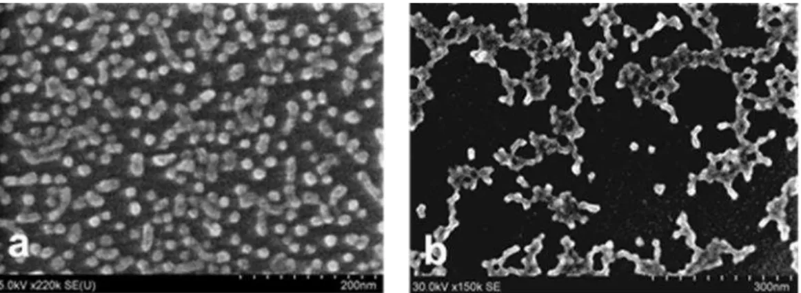 Figure 3: SEM images of 0.01% SPs were obtained without UA staining, at 5 kV accelerating voltage, 10  µA and a working distance of 5 mm using Hitachi S-4800 SEM - a) SP1 and b) SP2
