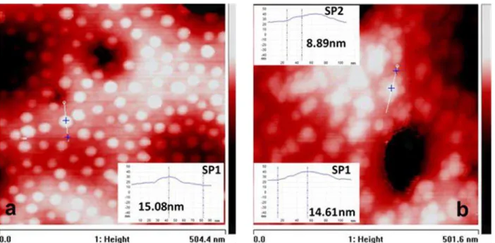 Figure 8: AFM images of 0.1% SPs on PI membrane using NanoScope IV MultiMode AFM - a)  monolayer (SP1) and b) bilayer (SP2 on SP1)