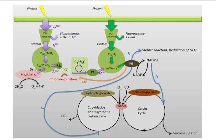 FIGURE 1 | Simplified representation of the main energy pathways in and around PSI and PSII, down to ferredoxin (Fd) and downstream