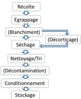 Figure 4 : Procédé de transformation du Piper nigrum établi à partir des descriptions faites  par Dhas et Korikanthimath (2003), Ravindran (2000), Schweiggert et al