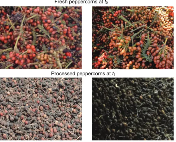 Figure  10.  Fresh  wild  peppercorns  at  t0,  and  processed  peppercorns  at  t1  either  after  dry  processing in pepper production system 1 or after wet processing in pepper production system  3 (Madagascar)