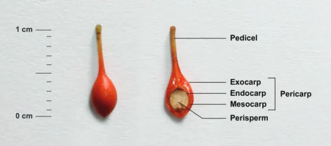 Figure 13. Whole mature peppercorn and longitudinal section of a corn from Piper borbonense (Chevassus, 2017) 