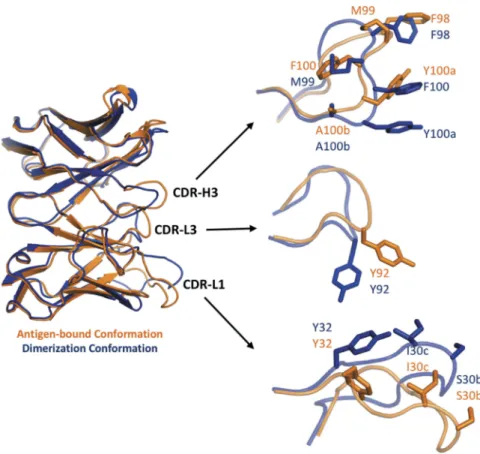 Figure 5. Local CDR conformational changes required for self-association. The variable domain of the bH1-Fab variant W H 33-F H 98-M H 99 is shown on the left as an overlay between its dimerization conformation (crystal structure) and antigen-bound conform