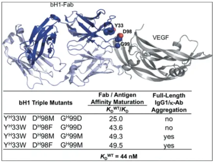 Figure 1. Affinity-matured antibody variants with distinct aggregation behaviors due to single mutation