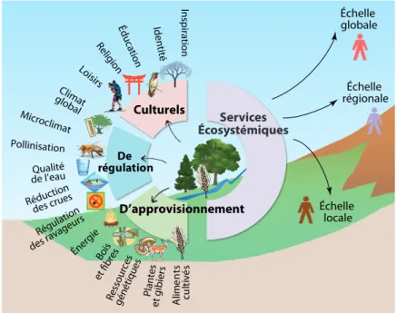 Figure  17.1.  Exemples de services écosystémiques d’approvisionnement, de  régulation et culturels fournis par les écosystèmes d’un territoire à des bénéficiaires  à différentes échelles.