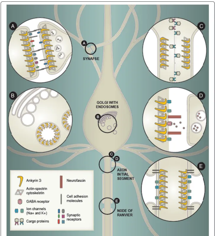 Figure 2 Known and putative functions of ankyrin G in neurons. (A) Putative scaffolding role at the synapse, where ankyrin G may contribute to the localization of cell adhesion molecules, synaptic receptors, or other synaptic scaffold proteins, as well as 