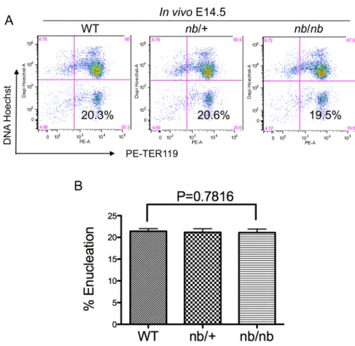 Figure 1. Ankyrin deficiency does not affect cell surface TER119 expression or erythroblast enucleation in vivo