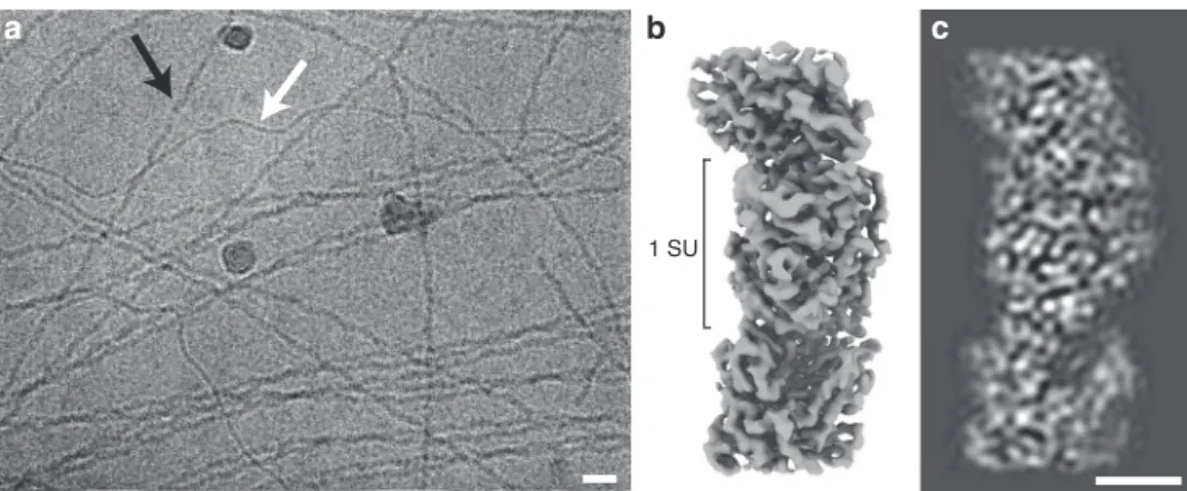 Fig. 1 a Cryo-electron micrograph of ﬁ laments isolated from Geobacter sulfurreducens , thicker OmcS ﬁ laments (black arrow), and thinner (3 nm diameter) ﬁ laments (white) (Scale bar: 20 nm)