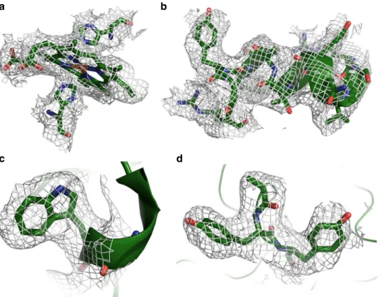 Fig. 3 Detailed views of OmcS model within densities. a Hemes (in this case Heme503) are coordinated by histidine residues from above and below.