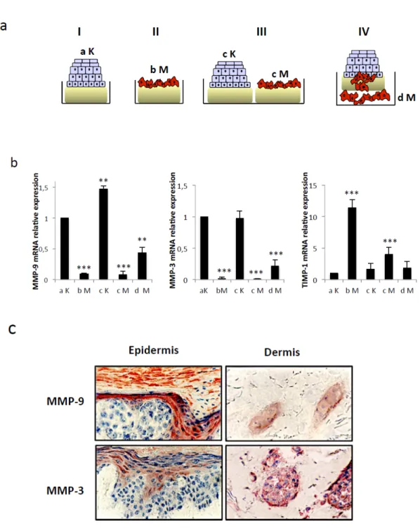 Figure 6. Keratinocytes are the main source of MMP-3 and MMP-9 in the epidermis but melanoma  cells gain the ability to express both proteins after DEJ crossing