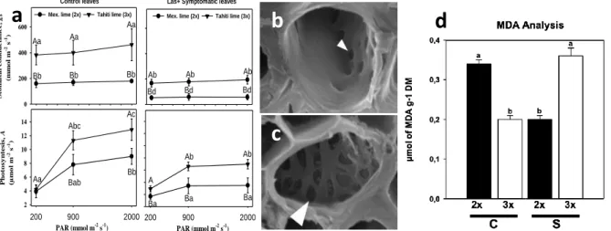 Figure 1: Stomatal conductance and photosynthesis measured in 2x and 3x limes (a). Analyze by SEM showed  that the pores in the phloem cells of 2x (b) were smaller than in 3x (c)