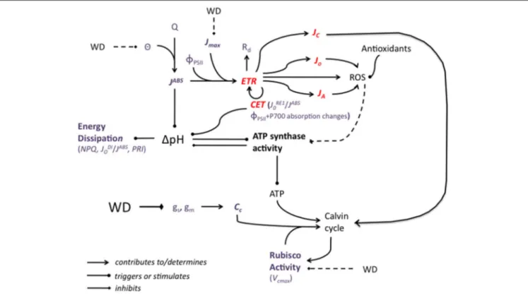 FIGURE 3 | A simplified representation of the potential impact of water deficit (WD) on the major components of the photosynthetic machinery