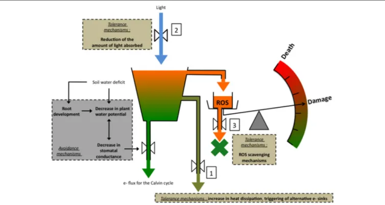 FIGURE 1 | A simplified representation of the major tolerance mechanisms against drought-associated photooxidative stress in conditions of high light