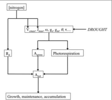 FIGURE 2 | Drought potential impact on the major parameters of the biochemical model of leaf photosynthesis, and their link with net photosynthesis (A net )