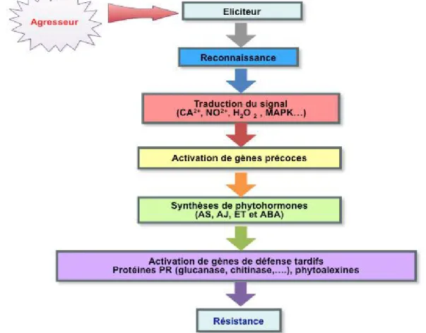 Figure  1:  Schéma  simplifié  des  réactions  de  défense  induites  dans  les  interactions plantes/agents pathogènes.