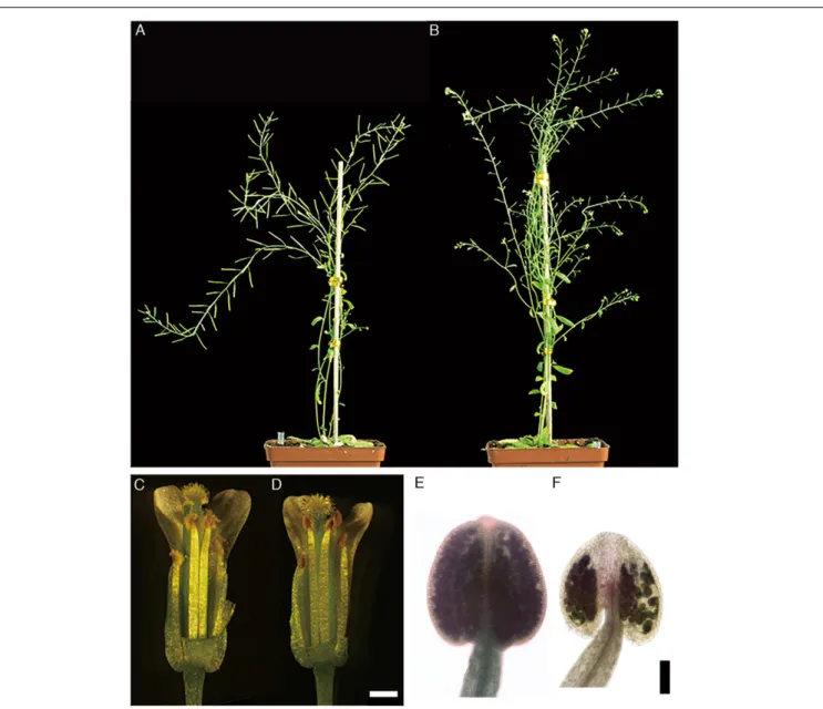 FIGURE 1 | Phenotype of the BnA9::BnaC.MAGL8.a plants. (A) The wild type plant with long siliques